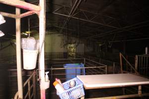 Breeding shed - Australian pig farming - Captured at Yelmah Piggery, Magdala SA Australia.