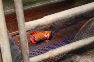 Half-eaten piglet - Australian pig farming - Captured at Yelmah Piggery, Magdala SA Australia.