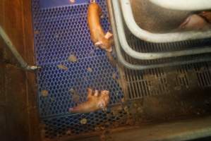 Farrowing crates at Yelmah Piggery SA - Australian pig farming - Captured at Yelmah Piggery, Magdala SA Australia.