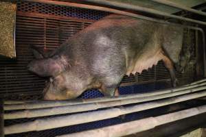 Farrowing crates at Yelmah Piggery SA - Australian pig farming - Captured at Yelmah Piggery, Magdala SA Australia.