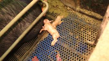 Farrowing crates at Yelmah Piggery SA - Australian pig farming - Captured at Yelmah Piggery, Magdala SA Australia.