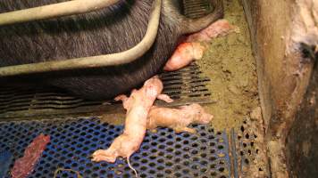 Farrowing crates at Yelmah Piggery SA - Australian pig farming - Captured at Yelmah Piggery, Magdala SA Australia.