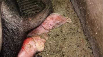 Newborn piglet with face in excrement - Australian pig farming - Captured at Yelmah Piggery, Magdala SA Australia.