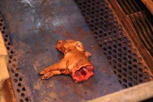 Half-eaten piglet - Australian pig farming - Captured at Yelmah Piggery, Magdala SA Australia.