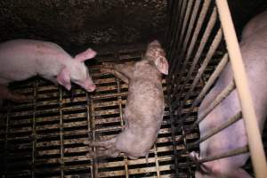 Dead weaner piglet - Australian pig farming - Captured at Yelmah Piggery, Magdala SA Australia.