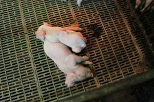 Weaner piglets - Australian pig farming - Captured at Yelmah Piggery, Magdala SA Australia.