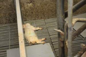 Dead weaner piglet - Australian pig farming - Captured at Yelmah Piggery, Magdala SA Australia.