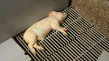 Dead weaner piglet - Australian pig farming - Captured at Yelmah Piggery, Magdala SA Australia.