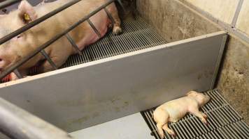 Dead weaner piglet - Australian pig farming - Captured at Yelmah Piggery, Magdala SA Australia.