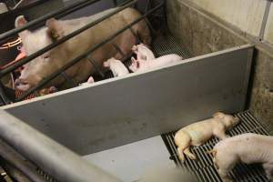 Dead weaner piglet - Australian pig farming - Captured at Yelmah Piggery, Magdala SA Australia.