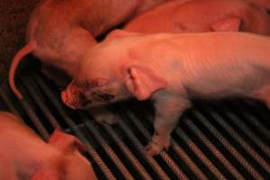 Piglet with facial wound - Australian pig farming - Captured at Yelmah Piggery, Magdala SA Australia.