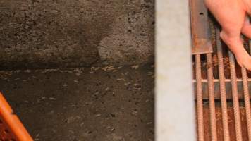 Maggots and bugs on floor of farrowing room - Australian pig farming - Captured at Yelmah Piggery, Magdala SA Australia.