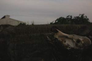 Skull on dead pile outside, shed in background - Australian pig farming - Captured at Yelmah Piggery, Magdala SA Australia.