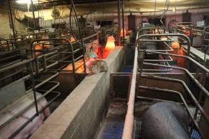 Farrowing crates at Yelmah Piggery SA - Australian pig farming - Captured at Yelmah Piggery, Magdala SA Australia.