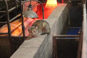 Cat in farrowing shed - Australian pig farming - Captured at Yelmah Piggery, Magdala SA Australia.