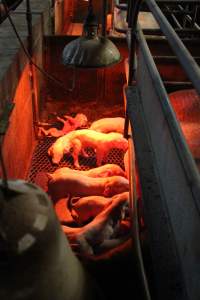 Farrowing crates at Yelmah Piggery SA - Australian pig farming - Captured at Yelmah Piggery, Magdala SA Australia.