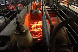 Farrowing crates at Yelmah Piggery SA - Australian pig farming - Captured at Yelmah Piggery, Magdala SA Australia.