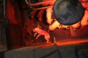 Farrowing crates at Yelmah Piggery SA - Australian pig farming - Captured at Yelmah Piggery, Magdala SA Australia.