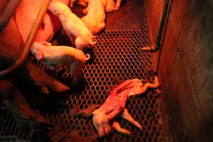 Farrowing crates at Yelmah Piggery SA - Australian pig farming - Captured at Yelmah Piggery, Magdala SA Australia.