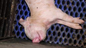 Farrowing crates at Yelmah Piggery SA - Australian pig farming - Captured at Yelmah Piggery, Magdala SA Australia.