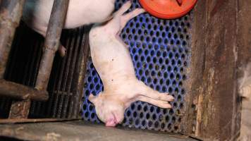 Farrowing crates at Yelmah Piggery SA - Australian pig farming - Captured at Yelmah Piggery, Magdala SA Australia.