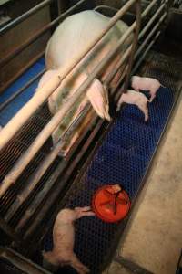 Farrowing crates at Yelmah Piggery SA - Australian pig farming - Captured at Yelmah Piggery, Magdala SA Australia.