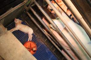 Farrowing crates at Yelmah Piggery SA - Australian pig farming - Captured at Yelmah Piggery, Magdala SA Australia.