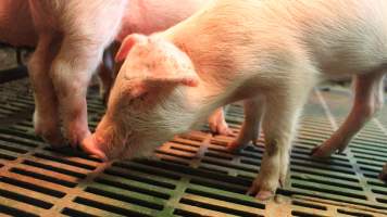 Farrowing crates at Yelmah Piggery SA - Australian pig farming - Captured at Yelmah Piggery, Magdala SA Australia.