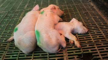 Weaners lying on dead piglet - Australian pig farming - Captured at Yelmah Piggery, Magdala SA Australia.