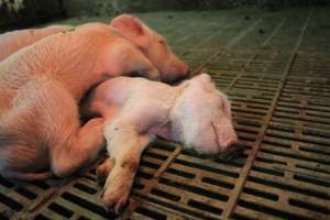 Weaners lying on dead piglet - Australian pig farming - Captured at Yelmah Piggery, Magdala SA Australia.