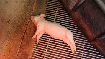 Farrowing crates at Yelmah Piggery SA - Australian pig farming - Captured at Yelmah Piggery, Magdala SA Australia.