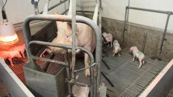 Farrowing crates at Yelmah Piggery SA - Australian pig farming - Captured at Yelmah Piggery, Magdala SA Australia.