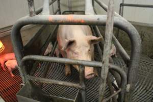 Farrowing crates at Yelmah Piggery SA - Australian pig farming - Captured at Yelmah Piggery, Magdala SA Australia.