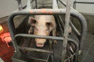 Farrowing crates at Yelmah Piggery SA - Australian pig farming - Captured at Yelmah Piggery, Magdala SA Australia.