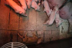 Farrowing crates at Yelmah Piggery SA - Australian pig farming - Captured at Yelmah Piggery, Magdala SA Australia.