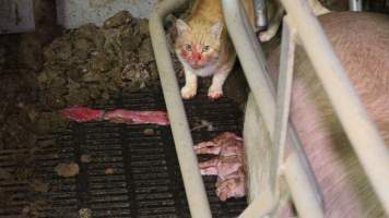 Cat eating dead piglets - Australian pig farming - Captured at Yelmah Piggery, Magdala SA Australia.
