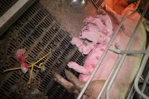 Farrowing crates at Yelmah Piggery SA - Australian pig farming - Captured at Yelmah Piggery, Magdala SA Australia.