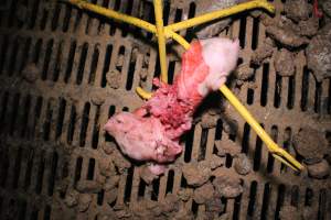 Farrowing crates at Yelmah Piggery SA - Australian pig farming - Captured at Yelmah Piggery, Magdala SA Australia.