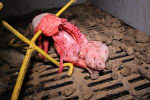 Farrowing crates at Yelmah Piggery SA - Australian pig farming - Captured at Yelmah Piggery, Magdala SA Australia.