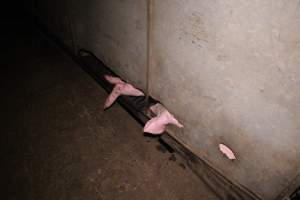 Wall of grower pen - Australian pig farming - Captured at Yelmah Piggery, Magdala SA Australia.