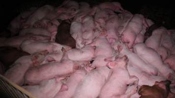 Grower pigs - Australian pig farming - Captured at Yelmah Piggery, Magdala SA Australia.