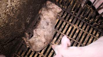 Dead weaner piglet - Australian pig farming - Captured at Yelmah Piggery, Magdala SA Australia.