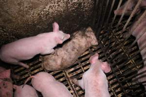 Dead weaner piglet - Australian pig farming - Captured at Yelmah Piggery, Magdala SA Australia.