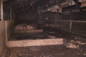 Group sow housing shed - Australian pig farming - Captured at Yelmah Piggery, Magdala SA Australia.