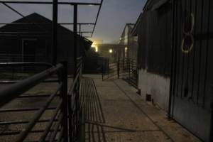 Piggery sheds from outisde - Australian pig farming - Captured at Yelmah Piggery, Magdala SA Australia.