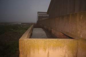 Piggery sheds from outisde - Australian pig farming - Captured at Yelmah Piggery, Magdala SA Australia.