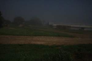 Piggery sheds from outisde - Australian pig farming - Captured at Yelmah Piggery, Magdala SA Australia.