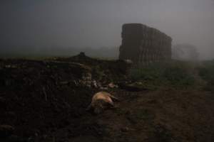 Pile of dead pigs outside - Australian pig farming - Captured at Yelmah Piggery, Magdala SA Australia.