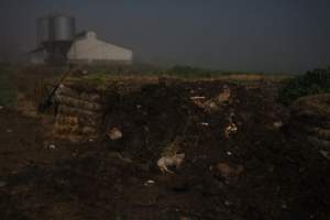 Pile of dead pigs outside - Shed in background - Captured at Yelmah Piggery, Magdala SA Australia.