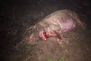 Sow with throat cut open - Pile of dead pigs outside - Captured at Yelmah Piggery, Magdala SA Australia.